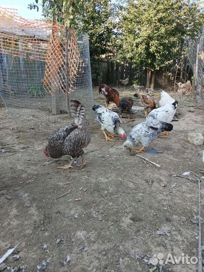 Куры домашние