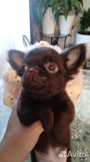 Щенки чихуахуа