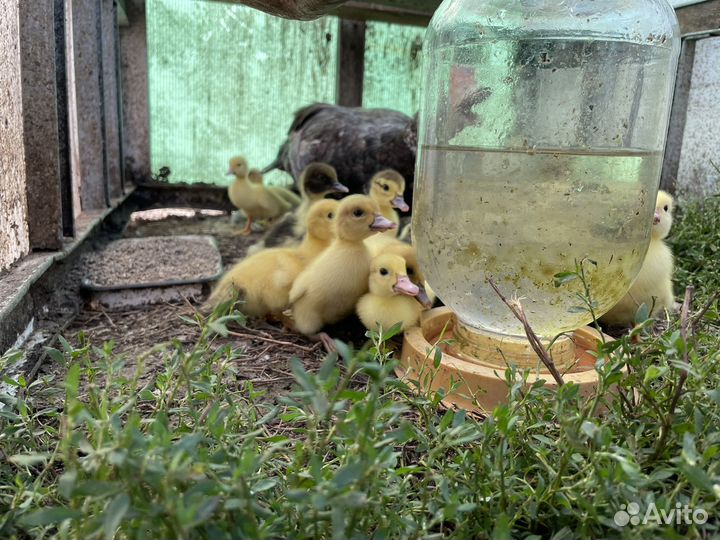 Индоутята+утка бесплатно