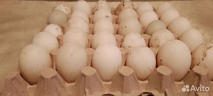 Инкубационное яйцо