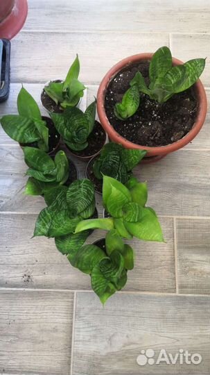 Адениум и другие комнатные цветы. Разные