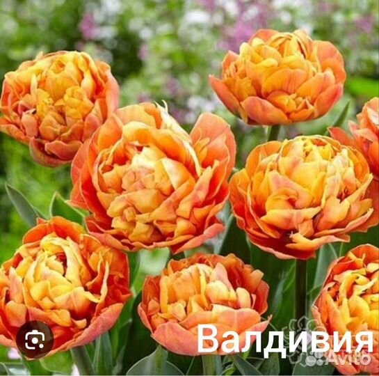 Луковицы тюльпанов