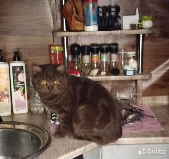 Продам котят