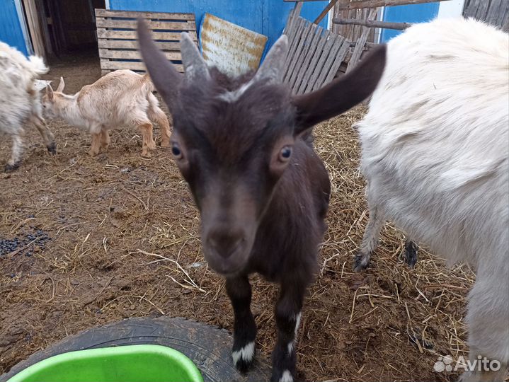 Козлята от русских и зааненских коз