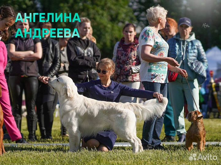 Хендлеры— подготовка и показ собак на выставках