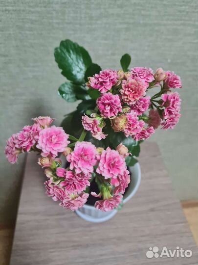 Каланхоэ цветущий, розовый,белый.Хлорофитум