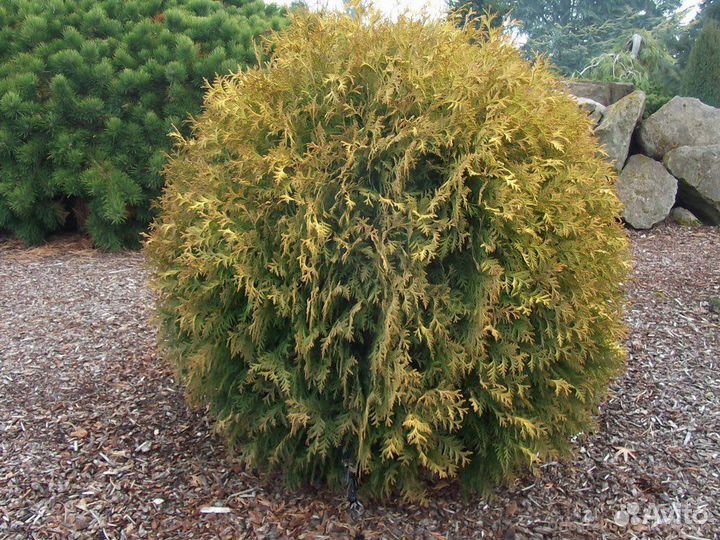 Туч западная Golden Globe,Globosa,С5