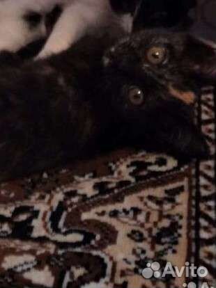 Котенок