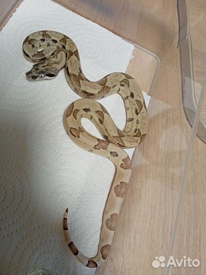 Императорский удав самец