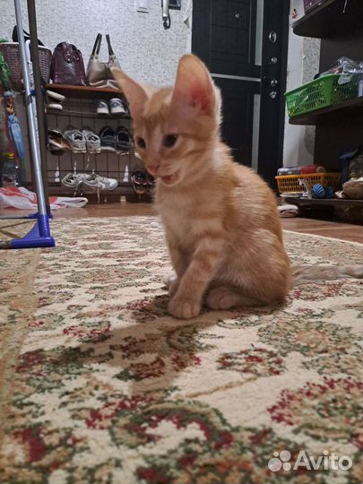 Трёх цветных котёнок