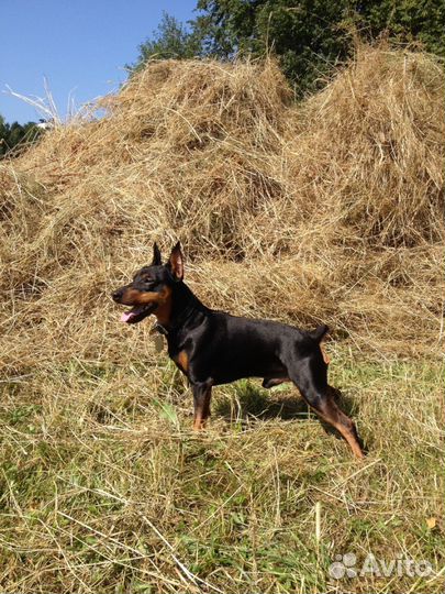 Вязка цвергпинчер