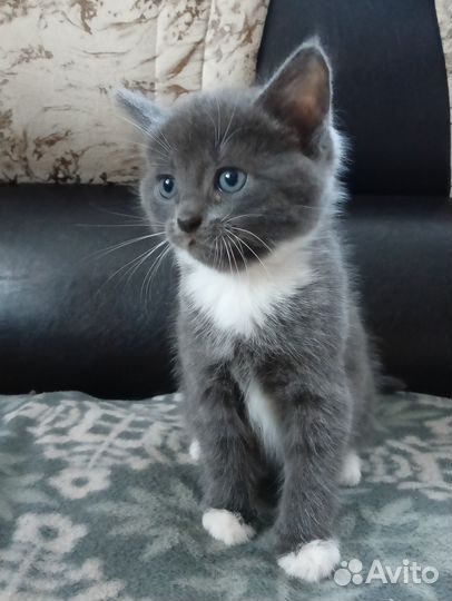 Котята