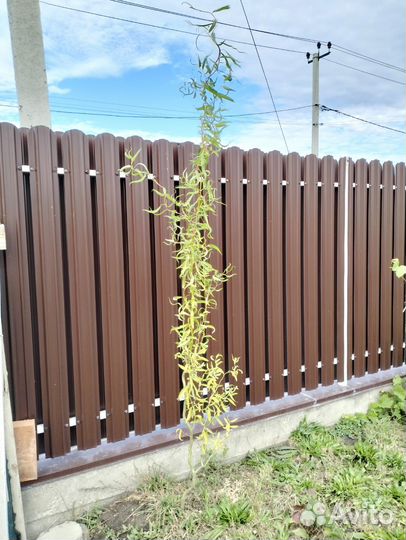 Ива извилистая кудрявая