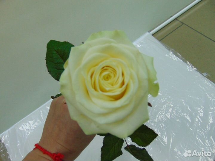 101 роза.51 роза,кустовая роза