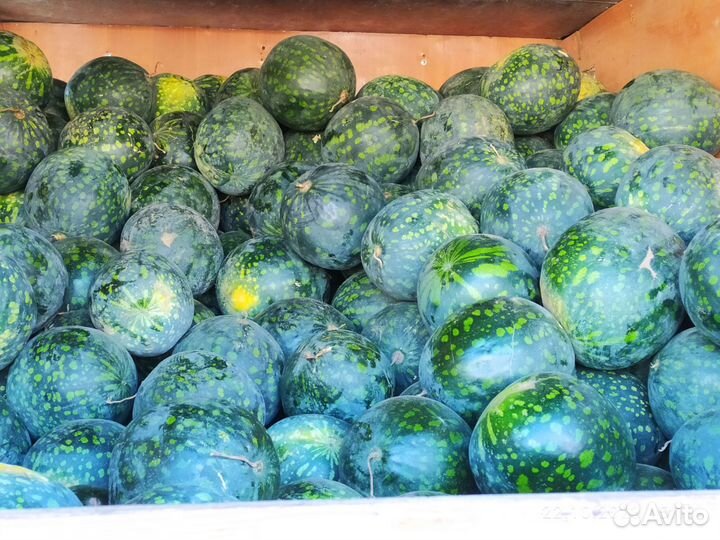 Арбуз холодок
