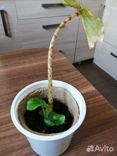 Бегония воротничковая декоративнолиственная 1штука