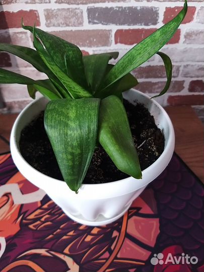Комнатные растения Сансиеверия ханни