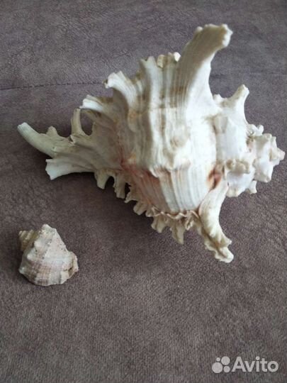Ракушка морская большая натуральная