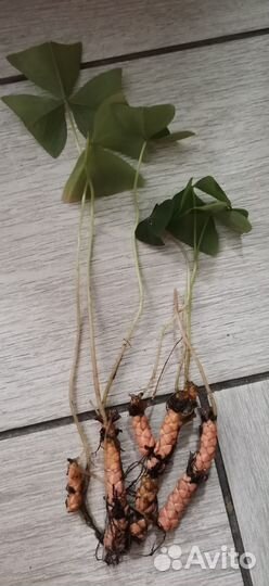 Домашние цветы