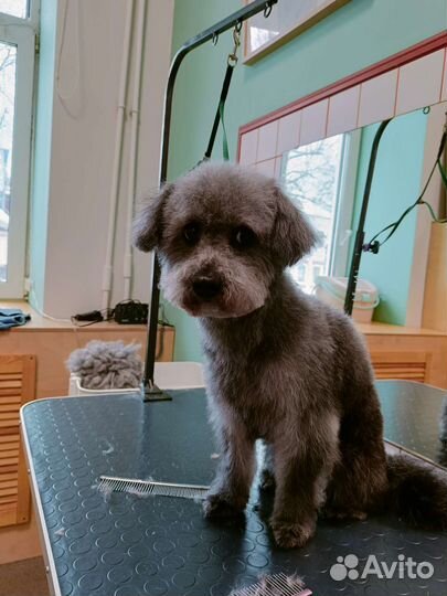 Услуги грумера/стрижка собак и кошек