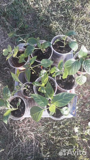 Рассада помидор перцев