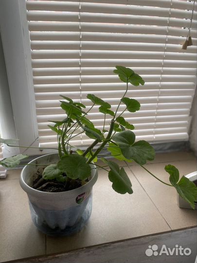 Герань пеларгония