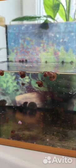 Улитки аквариумные