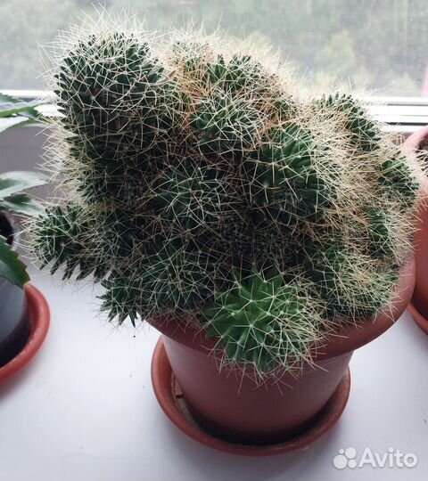 Кактус маммиллярия