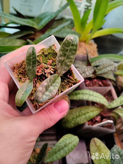 Орхидея Paphiopedilum vietnamense