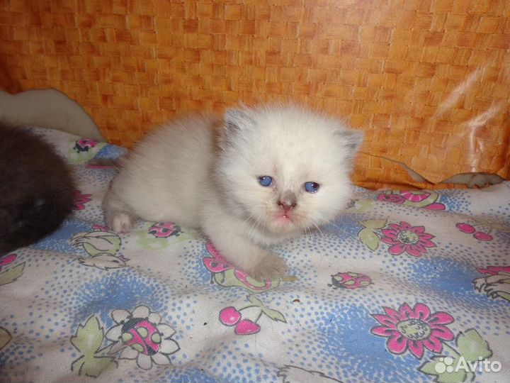 Вислоухая кошка