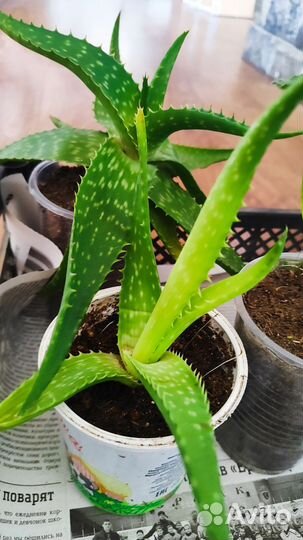 Алое вера растение