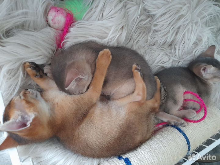 Абиссинская