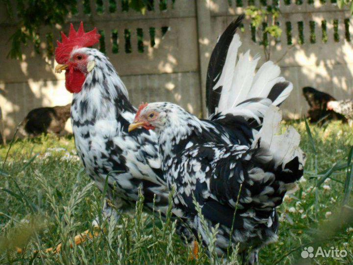 Куры легорн долматинец, инкубационное яйцо