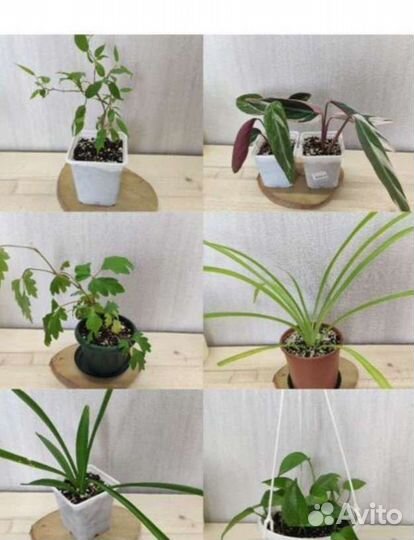 Комнатные растения