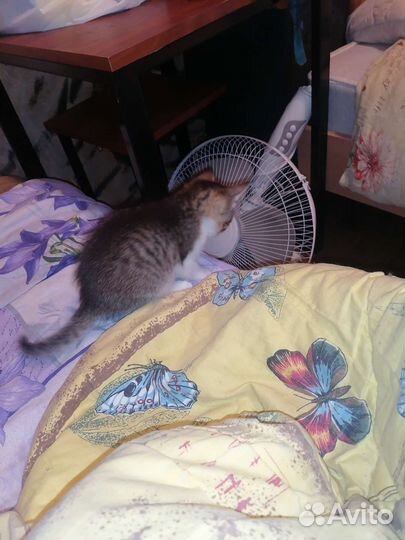 Котенок мальчик