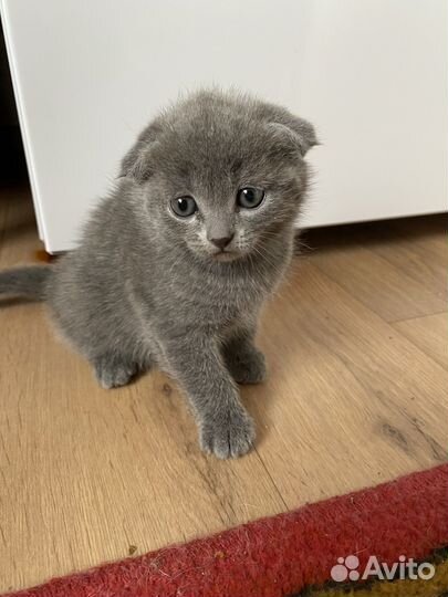 Продам котенка