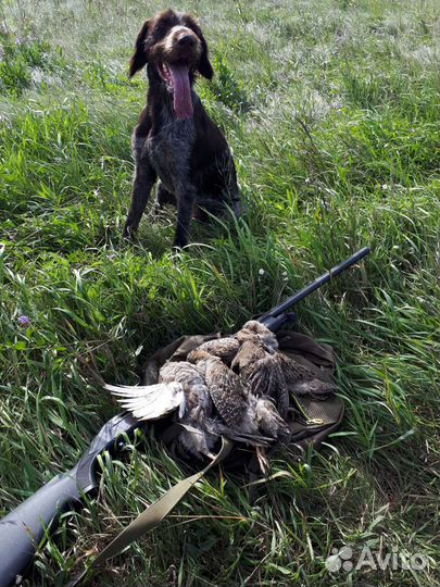 Вязка Дратхаар