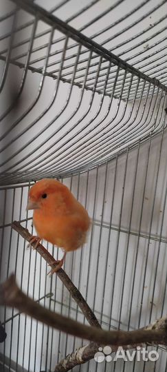 Кенар Бельгийский