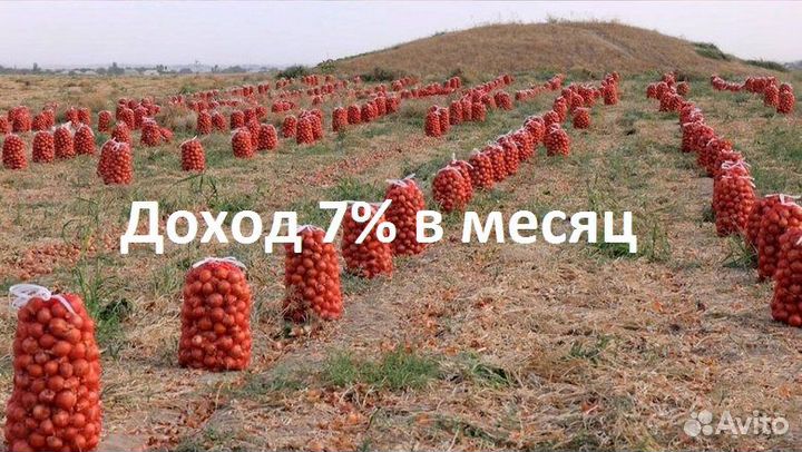 Ищу инвестора. доход до 84 годовых