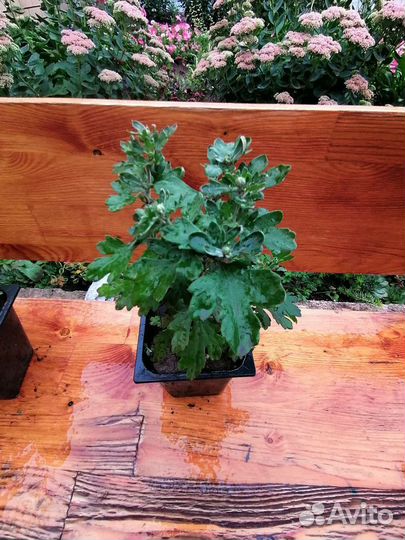 Садовые многолетние растения