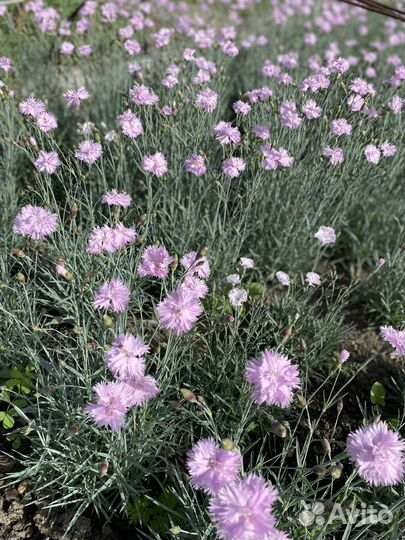 Гвоздика многолетняя