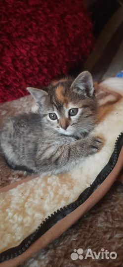 Кошка в дар