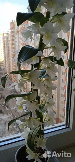 Орхидея дендробиум