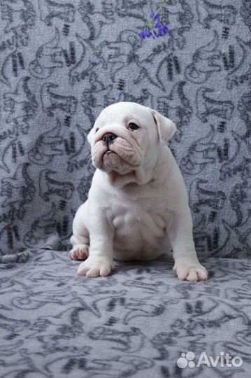 Английский бульдог