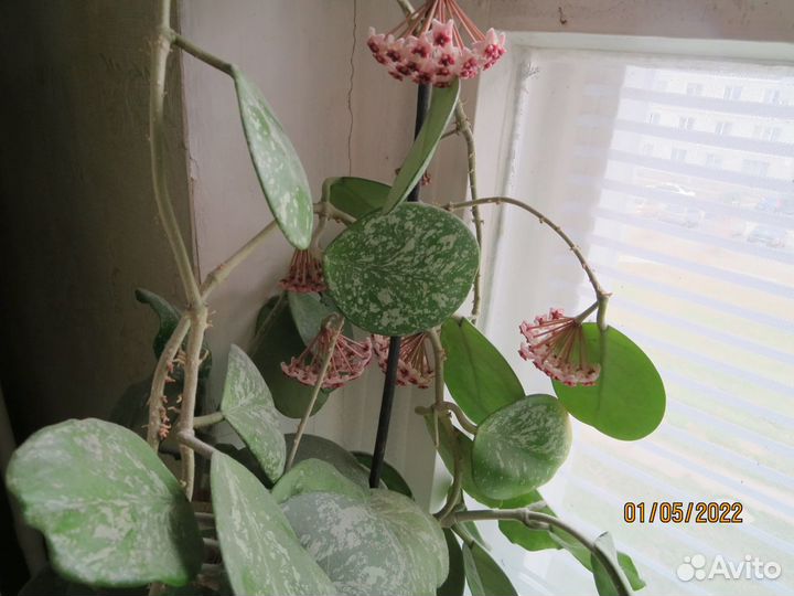 Хойи: Обовата-сплеш, Минибелла, Krimson Princess