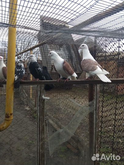 Продаю породистых голубей разных окрасов