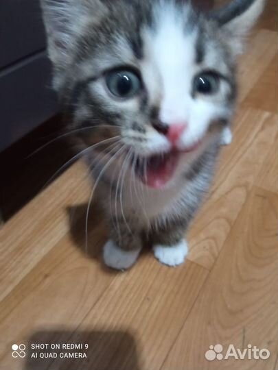 Котики и кошечка в хорошие руки бесплатно