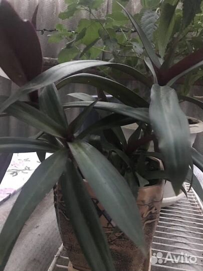 Традесканция рео