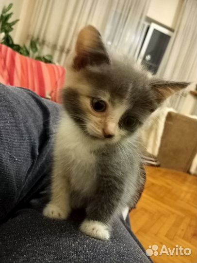 3-х цветная кошечка -счастье в дом