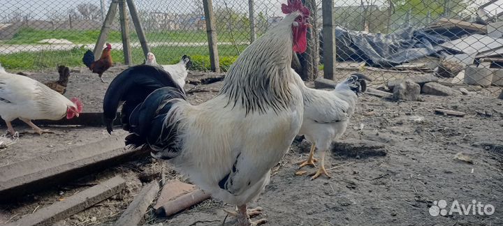 Молодые петухи